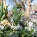 FRÜHJAHRSPUTZ AN DER KÖNIGSALLEE