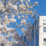 AN DER KÖNIGSALLEE ERWACHT DER FRÜHLING