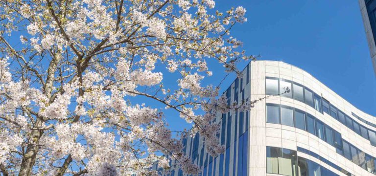 AN DER KÖNIGSALLEE ERWACHT DER FRÜHLING